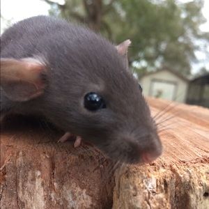 Meet your Posher, Savannah